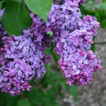syringa vulgaris - jorgovan