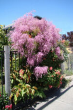 tamarix-tetrandra
