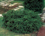 taxus repandens - tisa