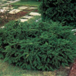 taxus repandens - tisa