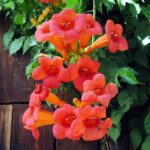 campsis radicans - crvena tecoma