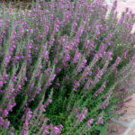 teucrium