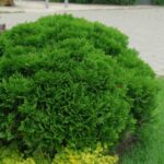 thuja occidentalis danica