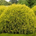 thuja golden globe2