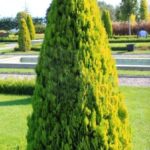 thuja oriental berckmani