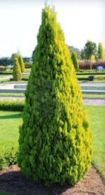 thuja oriental berckmani