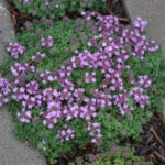 thymus elfin