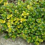 thymus citroidus variegata