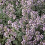 thymus_silver_queen_