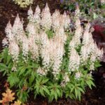 tiarella iron buterrfly