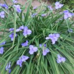 tradescantia plava