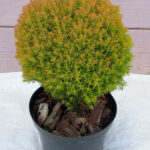 thuja teddy gold