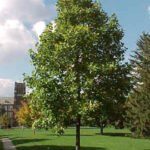 liriodendron - tulipanovac