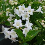 vajgela bela - bristol snowflake