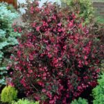 vajgela florida alexandra