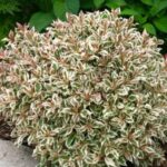 vajgela florida monet