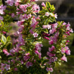 vajgela rainbow sunsation