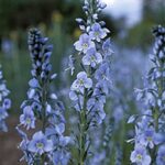 veronica gentanoides little blue