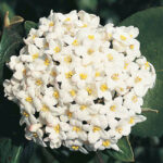 viburnum burkwoodii