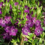 vinka minor atropurpurea