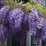 wisterija sinensis1