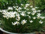 zephyranthes candida