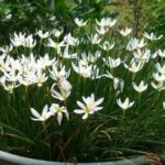 zephyranthes candida