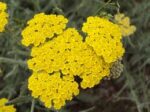 achilea milleflolium