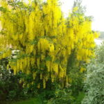laburnum