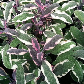 Salvia-officinalis-tricolor1