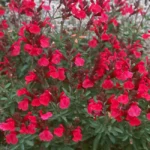 Salvia-greggii-Mirage-Cherry-Red-1