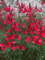 Salvia-greggii-Mirage-Cherry-Red-1