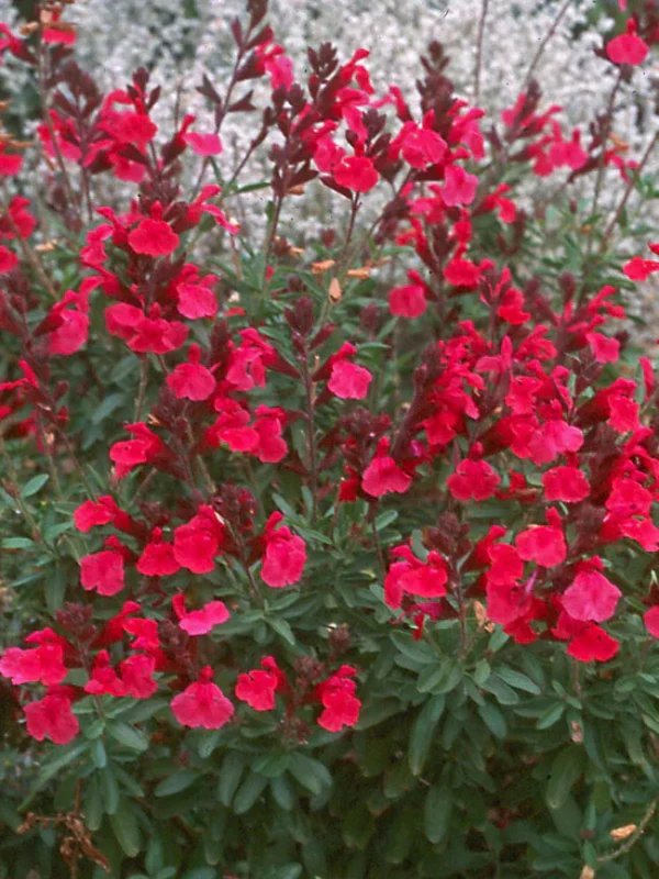 Salvia-greggii-Mirage-Cherry-Red-1