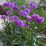 armeria ballerina lilac1
