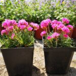 armeria mini1