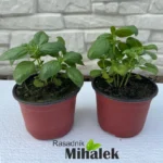 bosiljak-sadnice