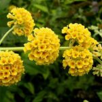 budleja žuta1