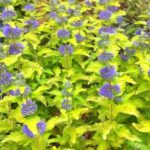 caryopteris gold giant1