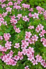 geranium wargave pink1