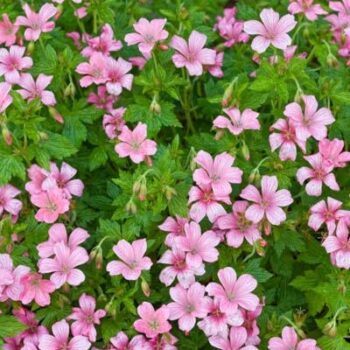 geranium wargave pink1