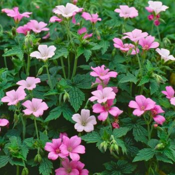 geranium wargrave-pink2