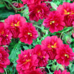 Helianthemum "Cerise Queen"