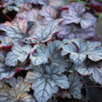 heuchera caskade dawn1