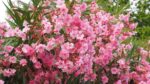 oleander-roze-1