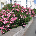 oleander roze2