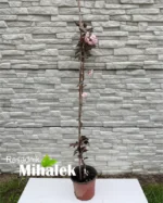 prunus-burgundy-sadnica-manja