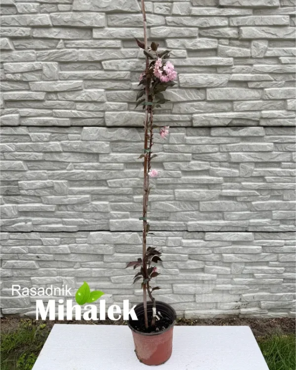 prunus-burgundy-sadnica-manja
