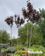 prunus-burgundy-sadnica-veca