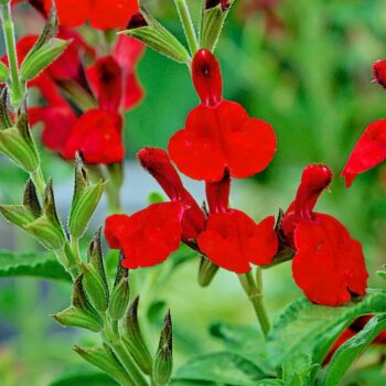 salvia-gregii-red-2