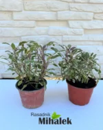 salvia-tricolor-2